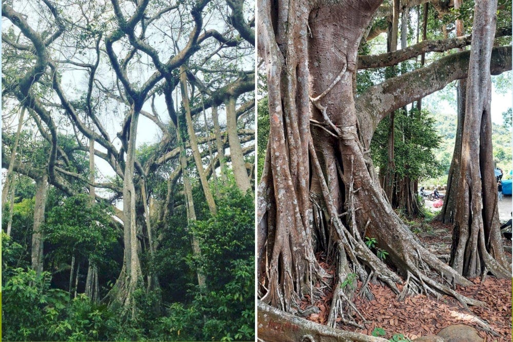 The thousand-year-old banyan tree